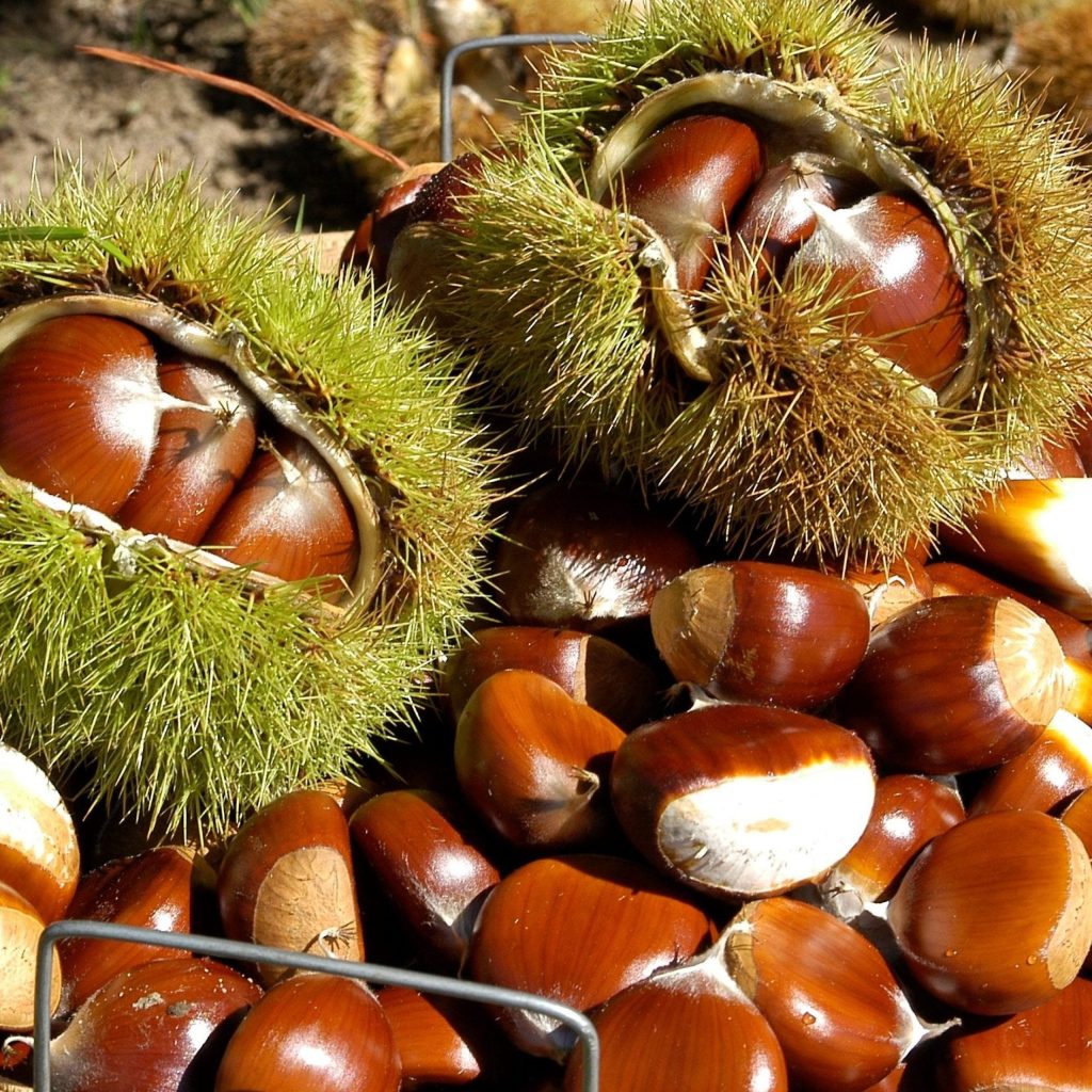 636173260035361510-basket-of-chestnuts